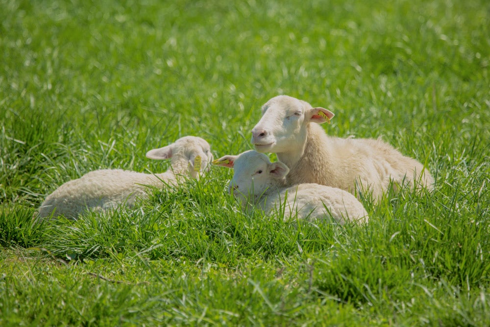 A mama sheep and her two babies rest in a field on a sunny day.