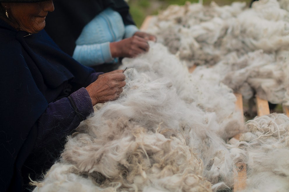 A close-up of a pile of unprocessed, freshly-sheared, white alpaca wool.