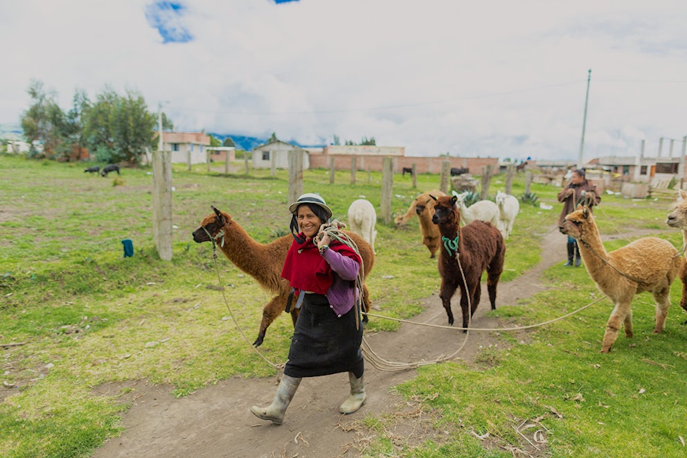 A woman wearing a red hand-knit shawl, a black skirt and black rain boots leads three brown alpacas down a dirt path. She is smiling at the camera.