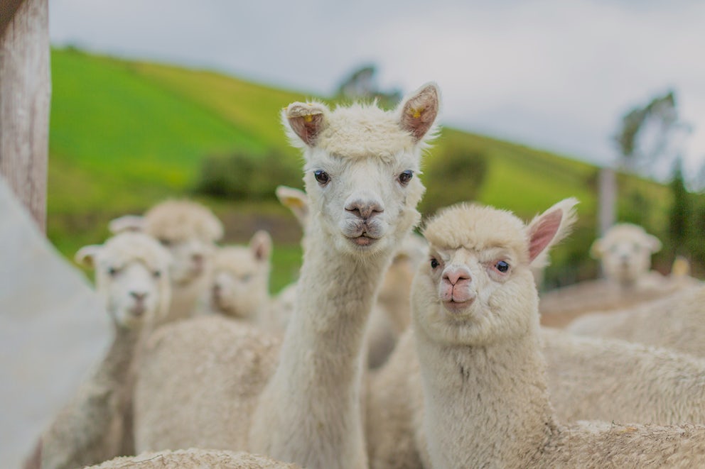 Two alpacas stand in the midst of their herd and look directly into the camera.