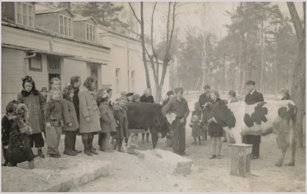 Two heifers arrive at the Villa Skaut orphanage in Konstancin, Poland.