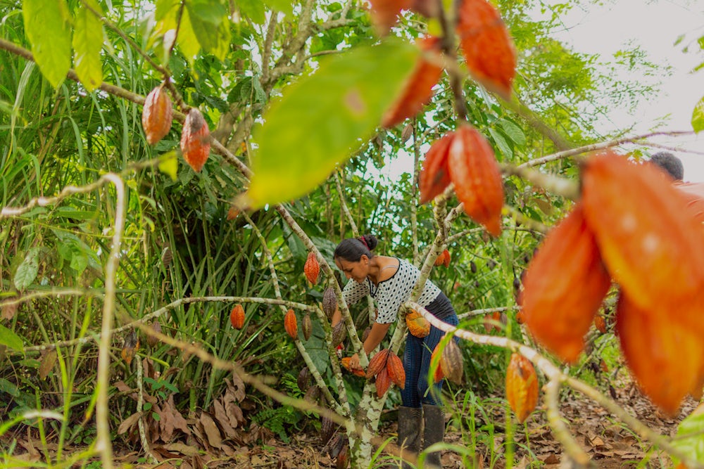 Digna Silva among chocolate trees full of ripe, orange cacao pods. She bends to harvest one.