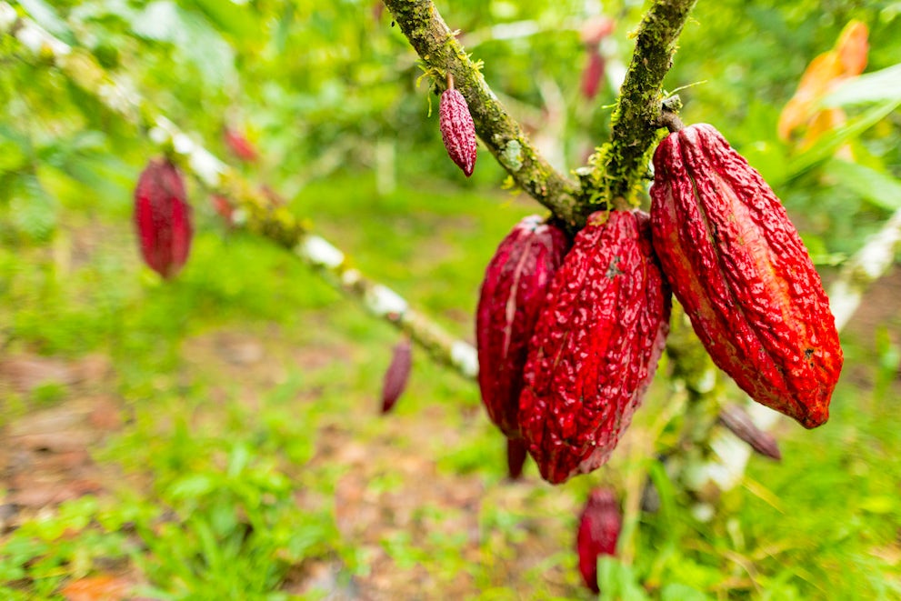 Chocolate Farmers' Bittersweet Harvest | Heifer International