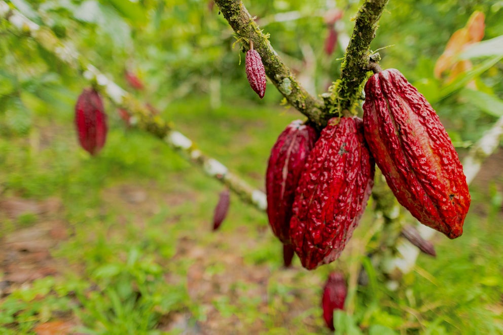 A close-up of a cluster of three bright red cacao pods hanging on a chocolate tree.