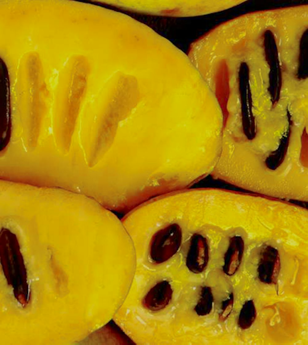 The yellow inside of a pawpaw.