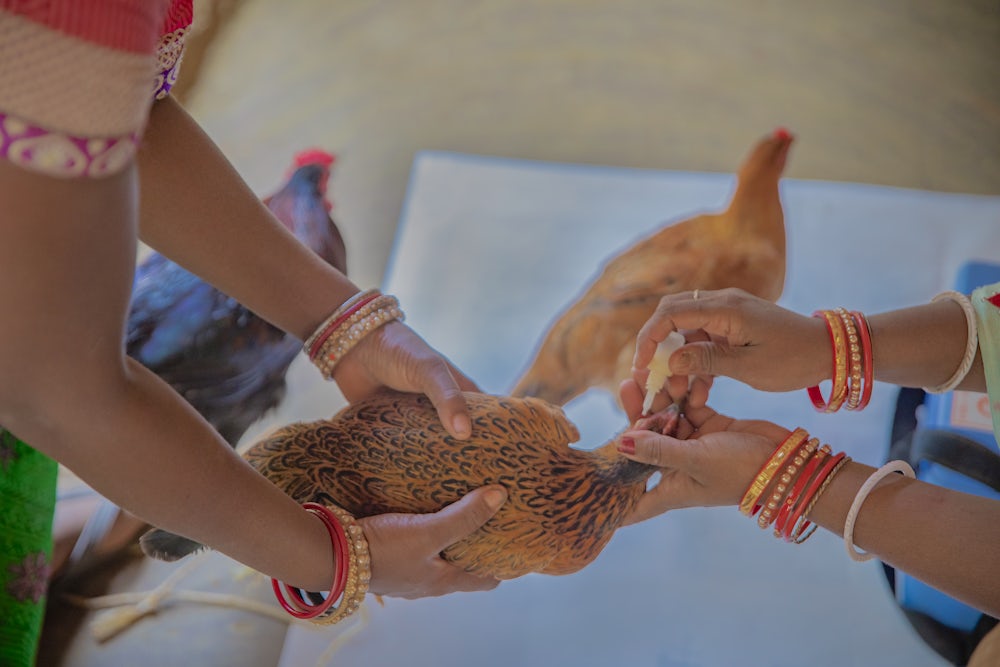 A brown chicken held gently in two hands, waiting to be vaccinated.
