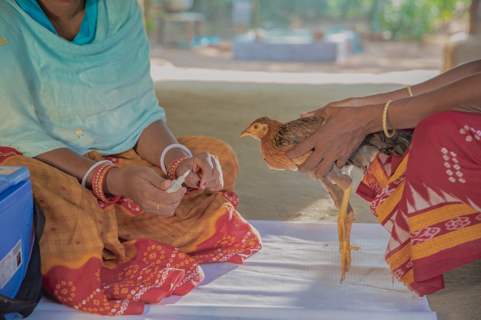 A small, brown chicken is held gently between two hands.