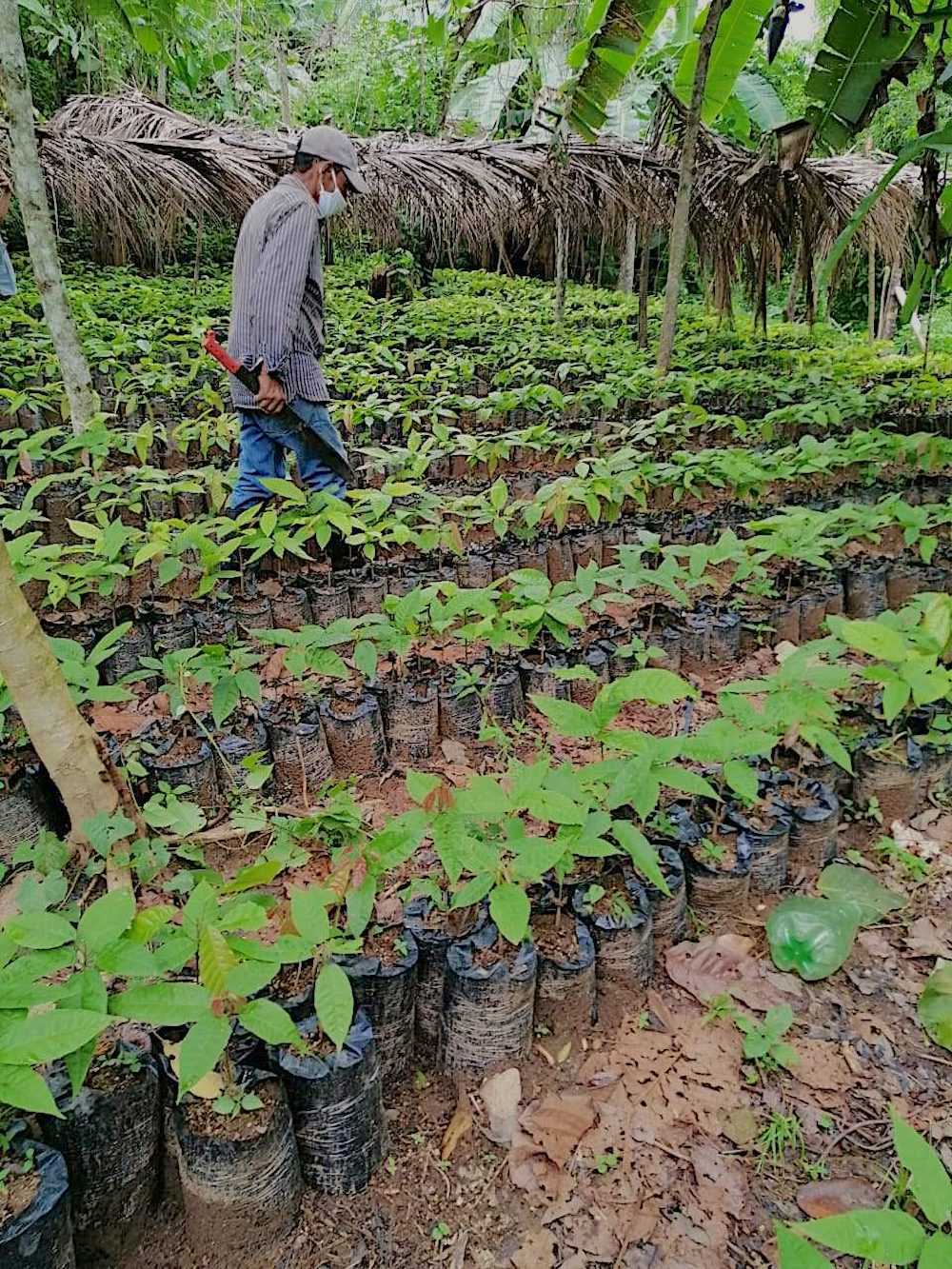 A man walks through rows of green cacao plants, away from the camera. He is wearing a surgical mask to protect himself from the COVID-19 virus. 