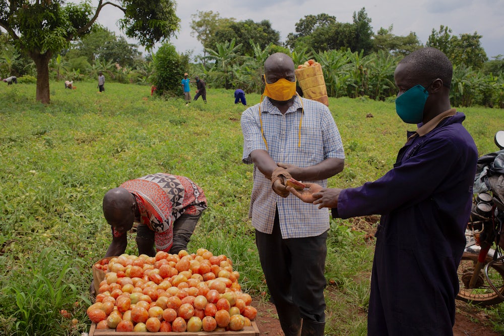 A Ugandan tomato farmer exchanges money with a merchant.
