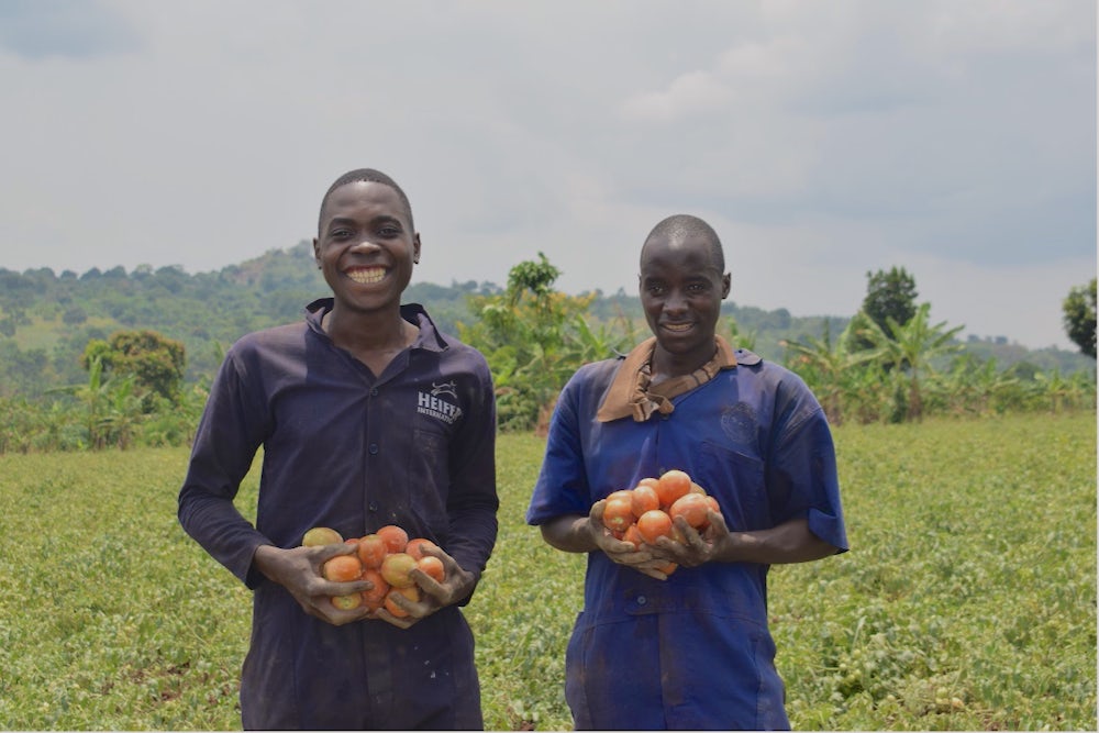Two Ugandan farmers stand in their tomato field.