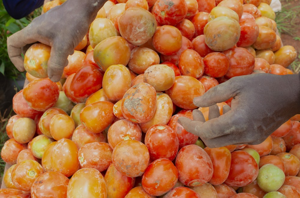 Two hands reach toward a pile of tomatoes.