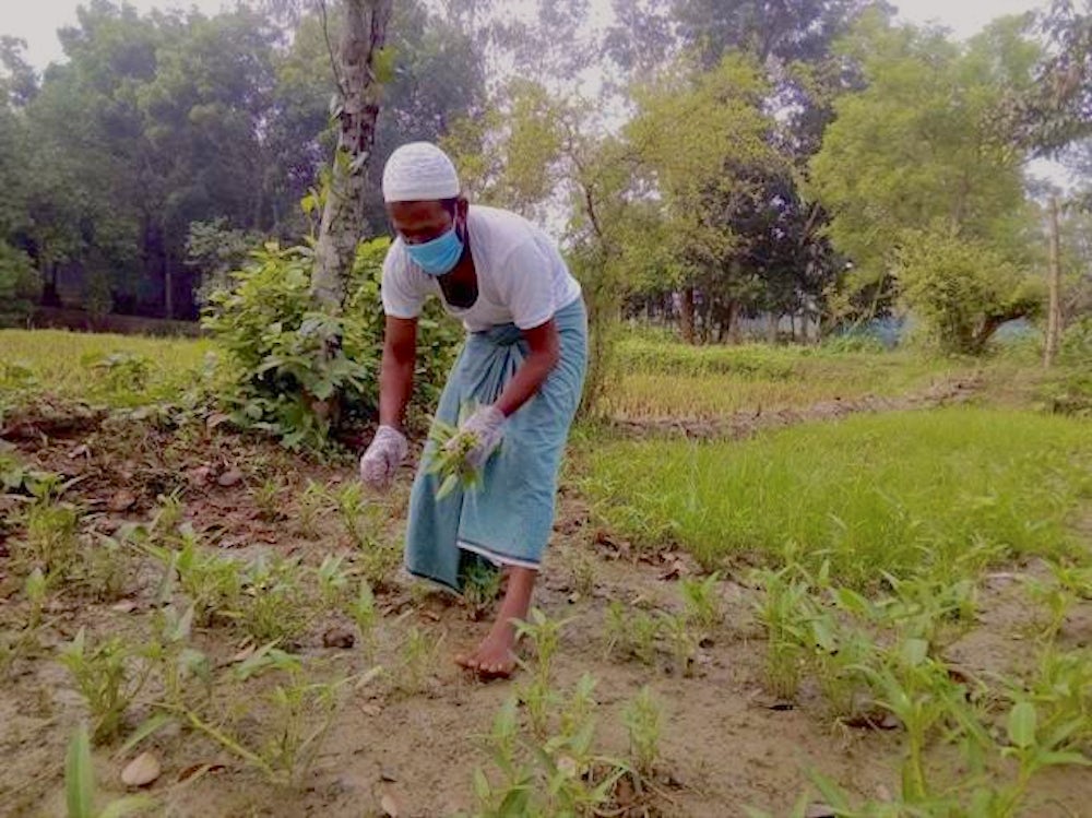 A farmer wearing a face mask as a precaution against COVID-19 harvests vegetables on his farm in Bangladesh.