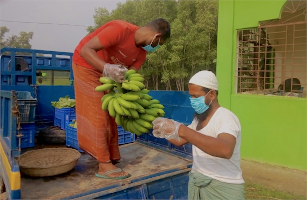 A farmer loads a harvest of bananas into a truck