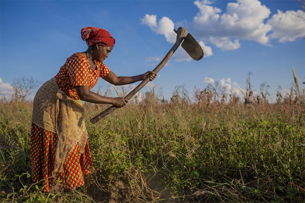 Farmer works in her peanut field in Zambia