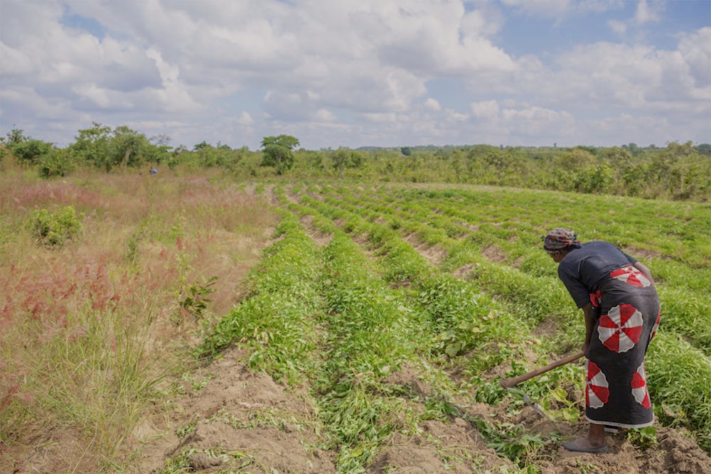 Farmer works in her familys sweet potato field in Malawi.