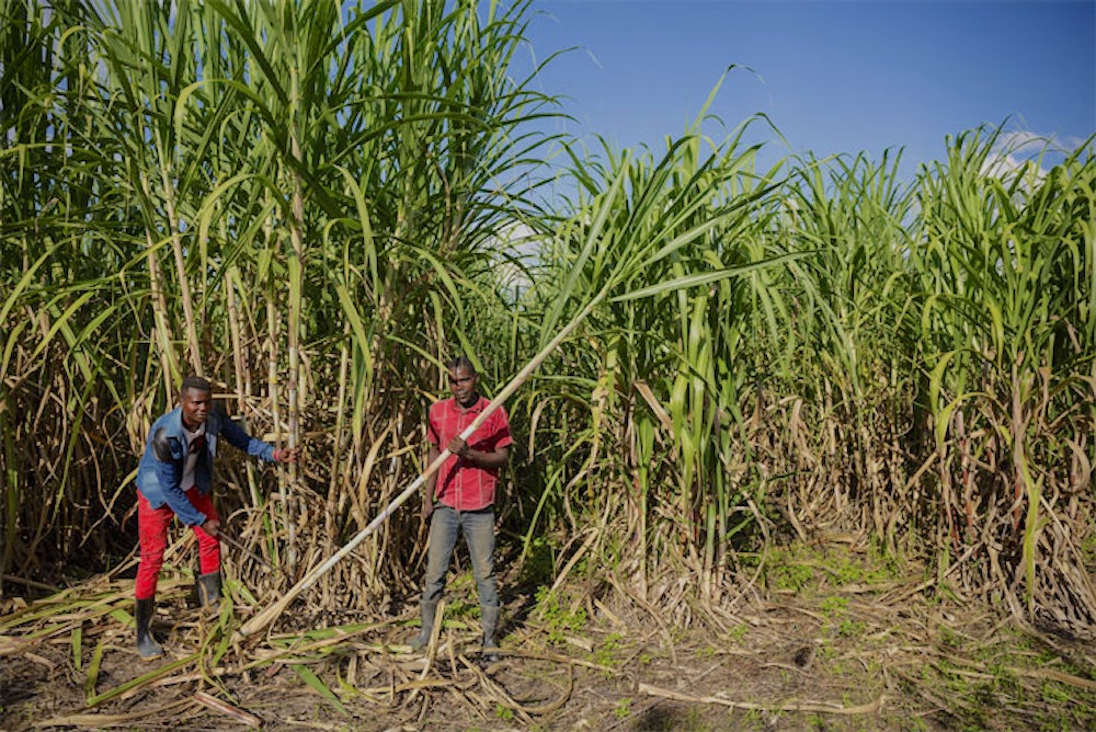 Farmer and farm worker Sevia Matinanga harvest sugar cane in Zambia.