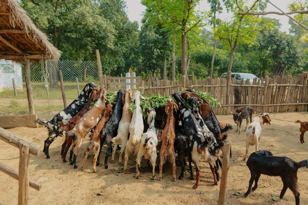 More than 10 goats stand on their hind legs and eat fodder from a raised feeding tray.