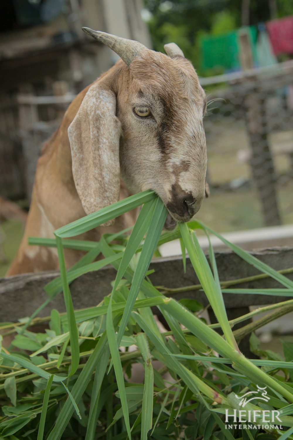 A close-up of a goat chewing on some grass.
