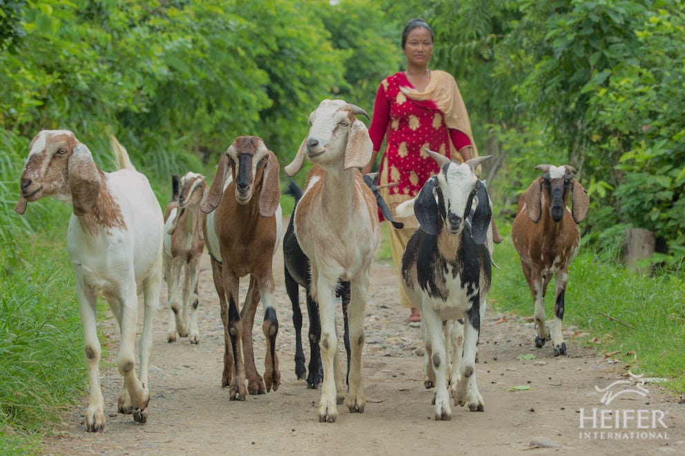 Uma Sinjali Magar takes her goats out to graze in the Chitwan district of Nepal.