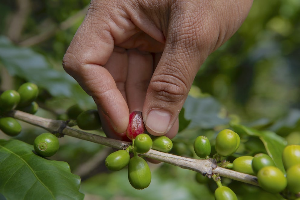 A close-up of green coffee cherries on the branch with one red cherry, and a hand picking the red cherry.