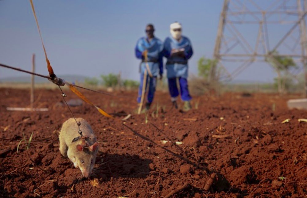 a HeroRAT performs a land mine test by sniffing the ground to detect TNT. Trained rats have proven to be more effective than metal detectors in finding abandoned landmines.