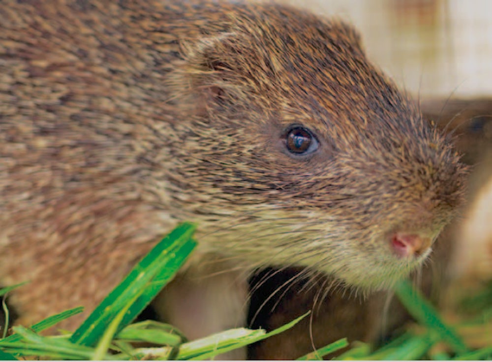 a large brown rodent looks into the camera