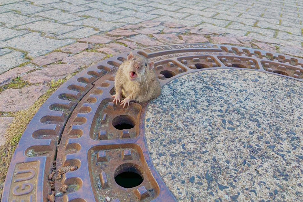 A rat stuck in the grate of a manhole cover looks directly into the camera. She is too fat around the middle to get out so she is stuck and irritated about it, but unhurt. Image by Berufstierrettung Rhein Neckar.