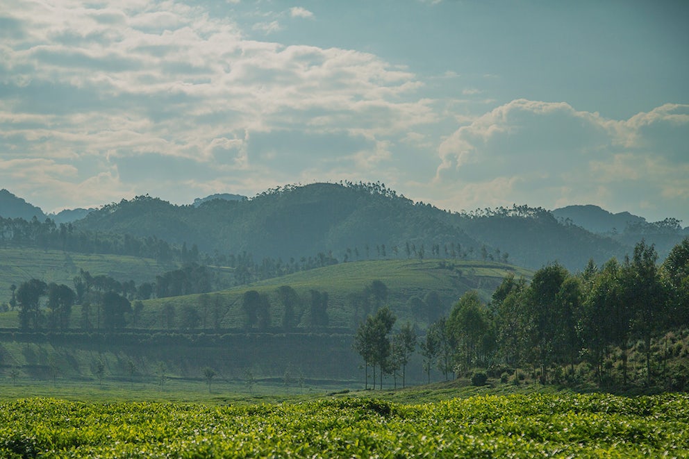 A landscape shot of Rwanda. Green hills roll in the background. In the foreground vibrantly green fields of tea stretch.