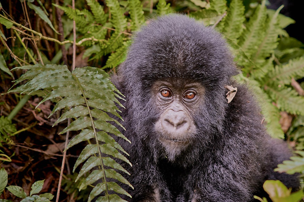 An adolescent gorilla stares directly into the camera. He/she in the lush greenery of Virunga National Park.