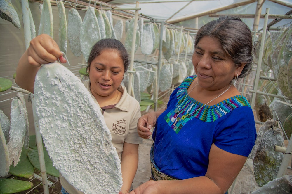 Two women (one in traditional maya clothing and one in a tan polo shirt) look at a cactus pad infested with cochineal. The cactus pad is covered in white, flaky material