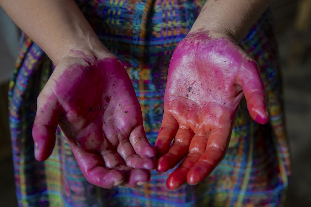 Hands stained red from cochineal dye