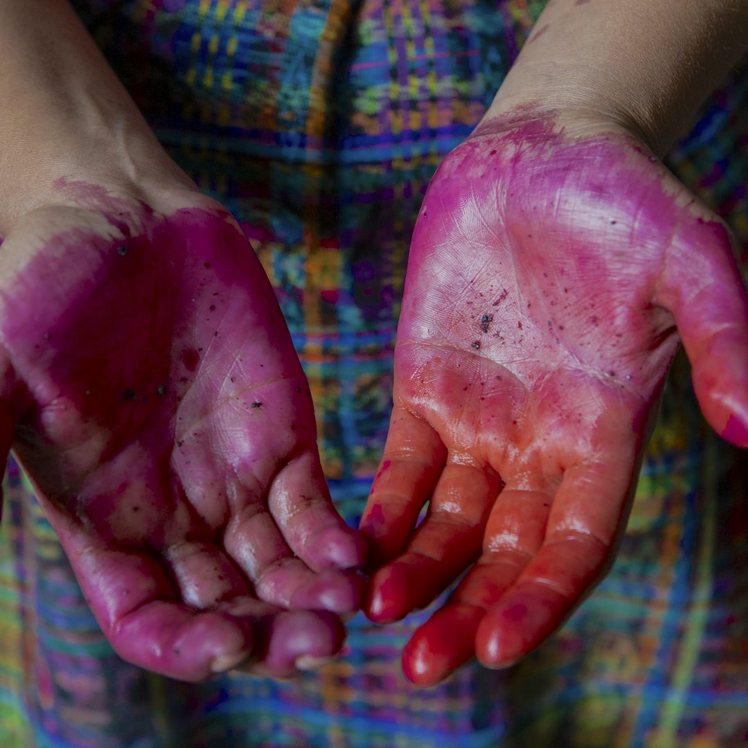 maskulinitet Rend Ælte Guatemalan Women Earn Income from Carmine, a Traditional Red Dye Made from  Bugs | Heifer International