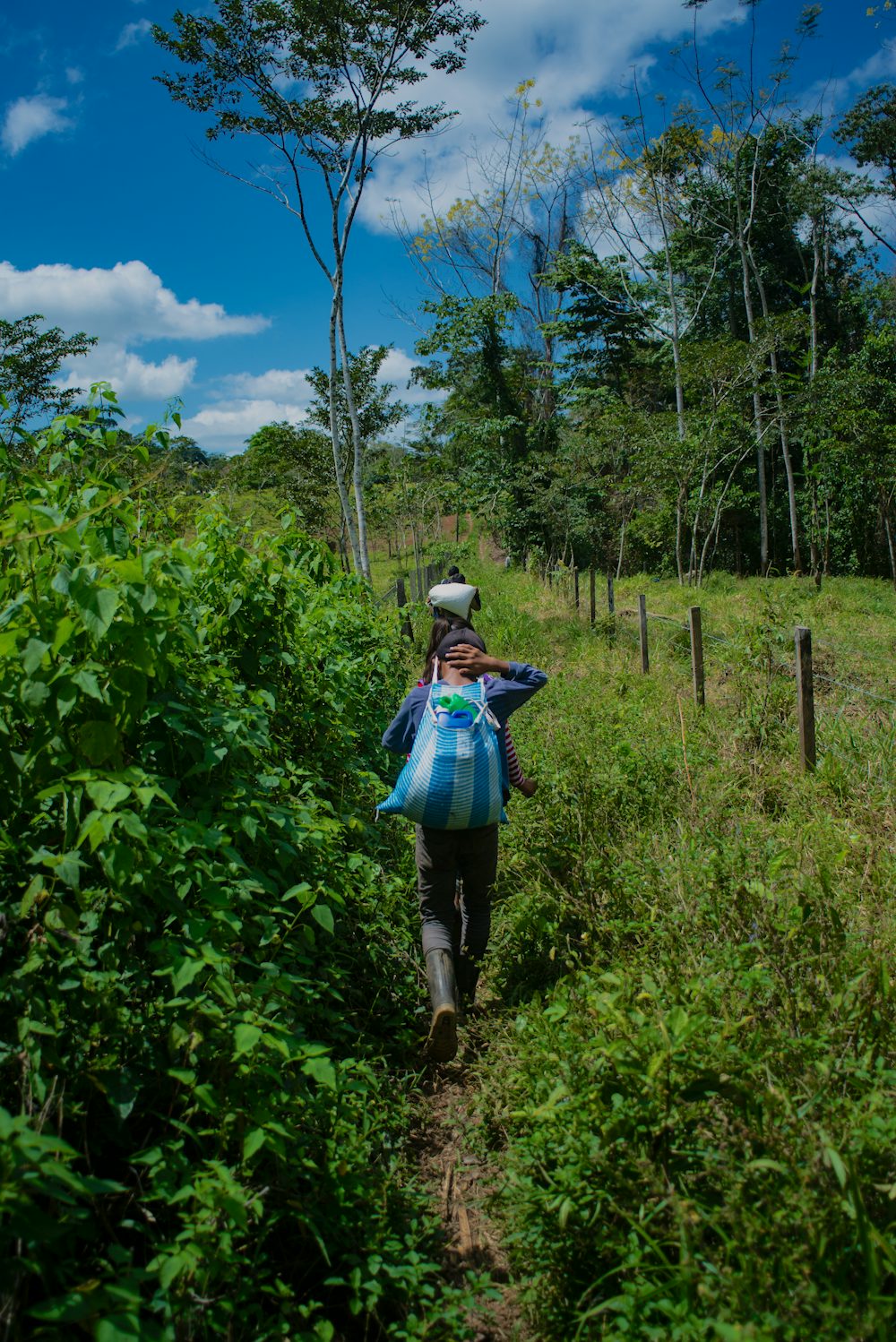 A young cardamom farmer walks down a path in a cloud forest, carrying a sack of spice on her back.