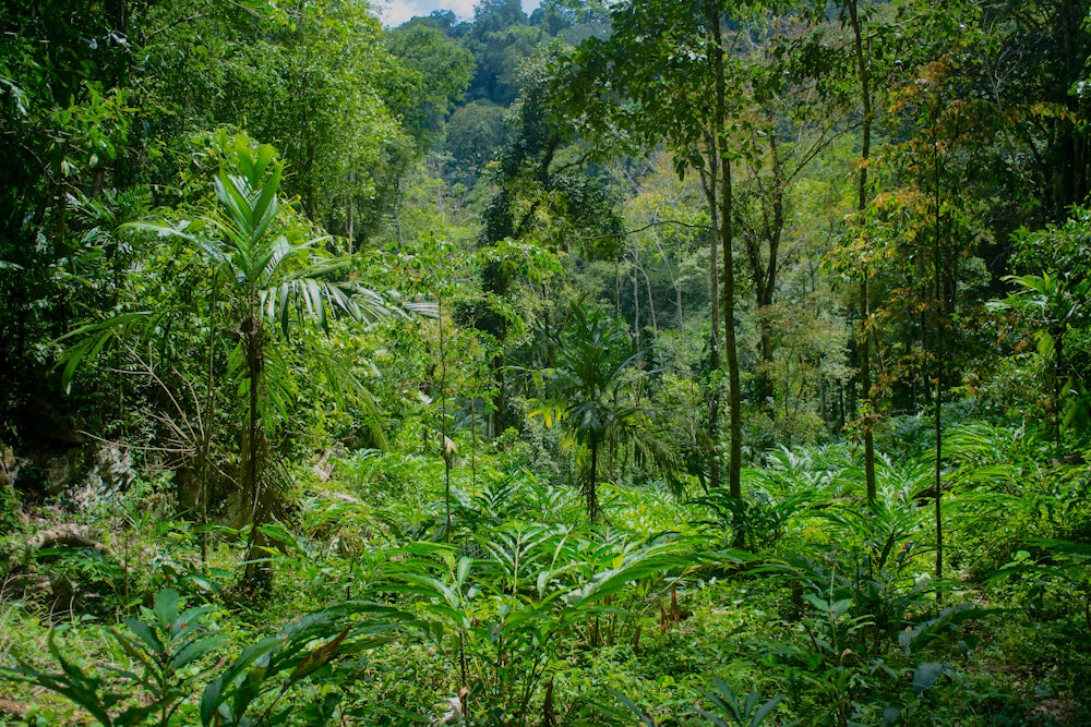 The rich, green rainforest of Alta Verapaz.