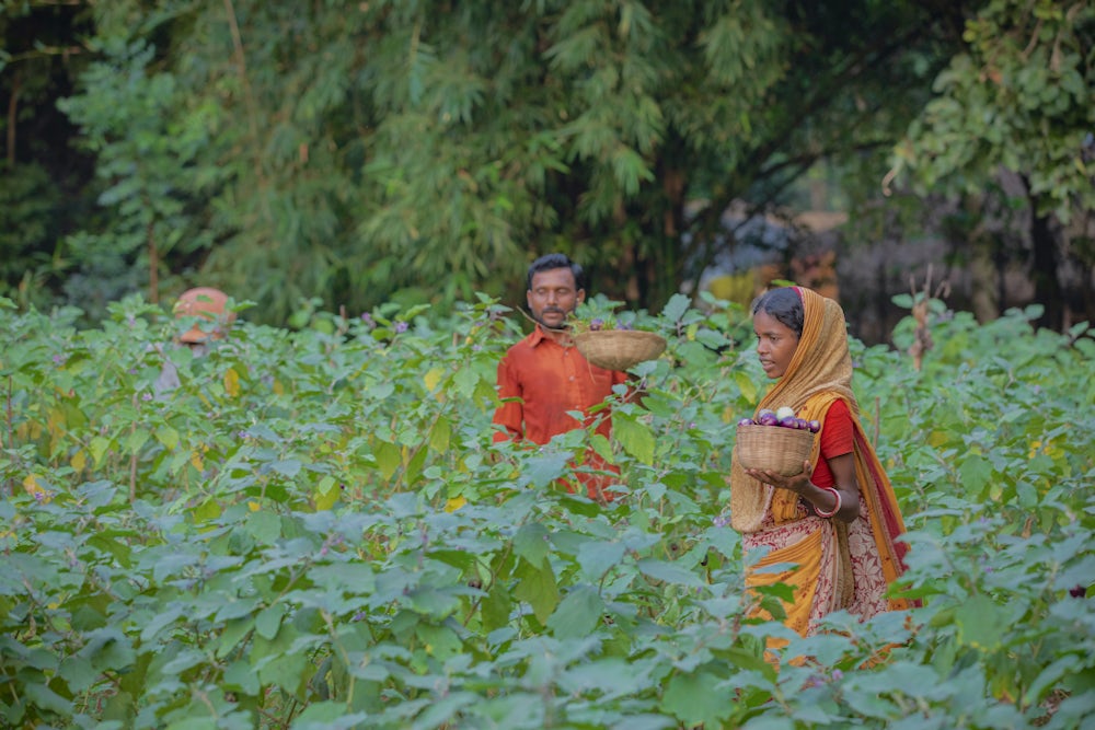 An Indian woman and man harvest eggplants in their field.