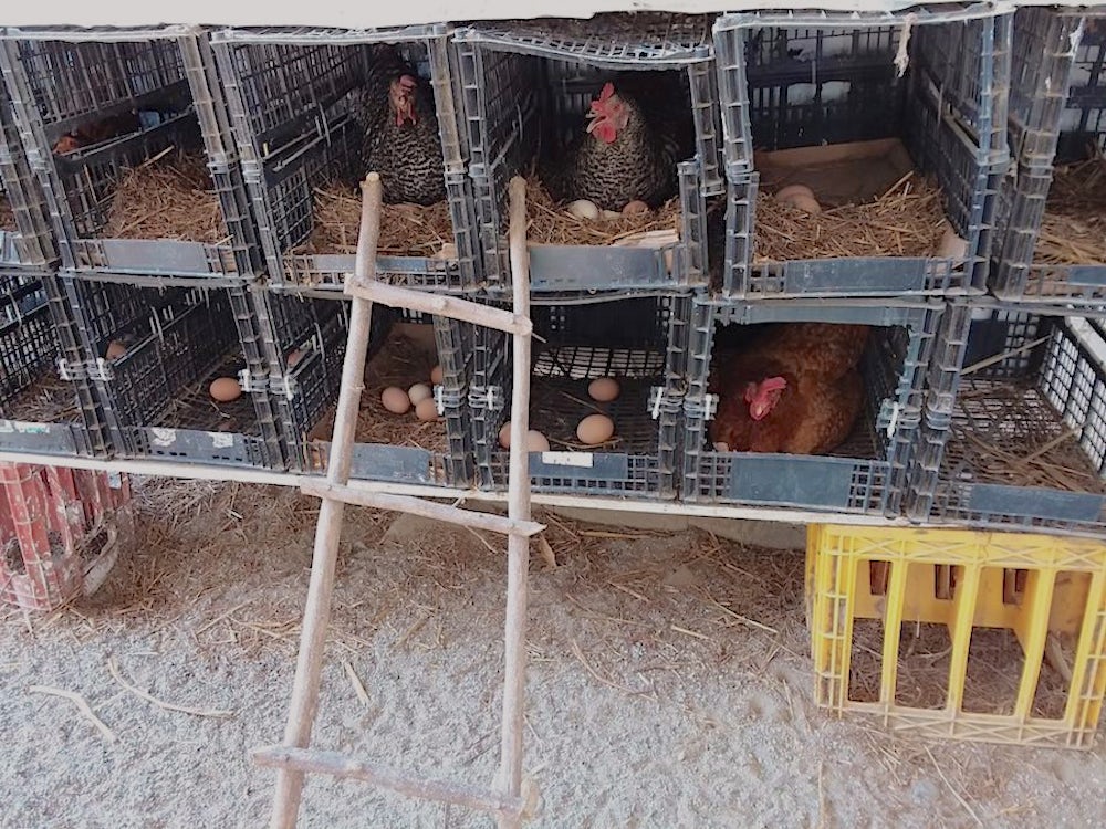 Chickens roosting in two rows of plastic crates.