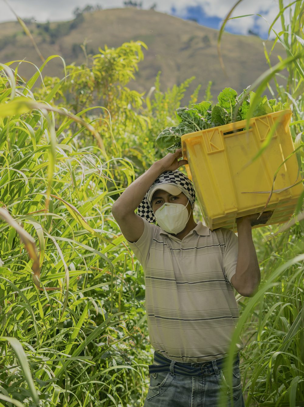 A male Ecuadorian farmer, wearing a face mask, carries a box of vegetables on his shoulder.