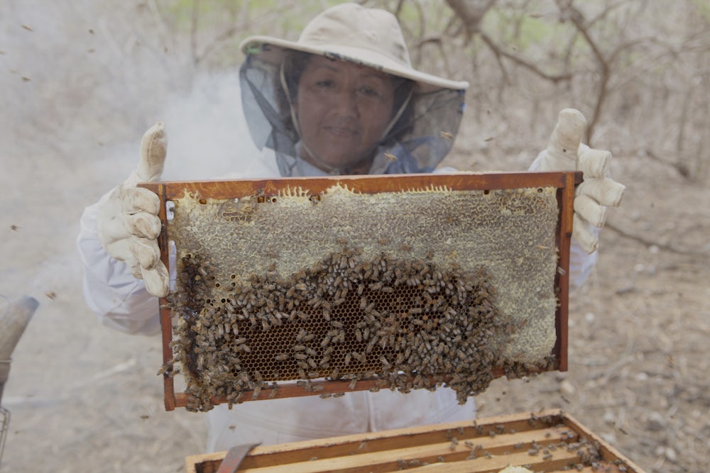 A woman in a bee suit holds up a beehive division board full of bees.