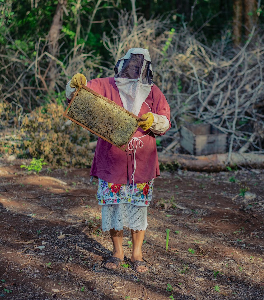 Mexican beekeepers vs. Monsanto - Honey Bee Haven