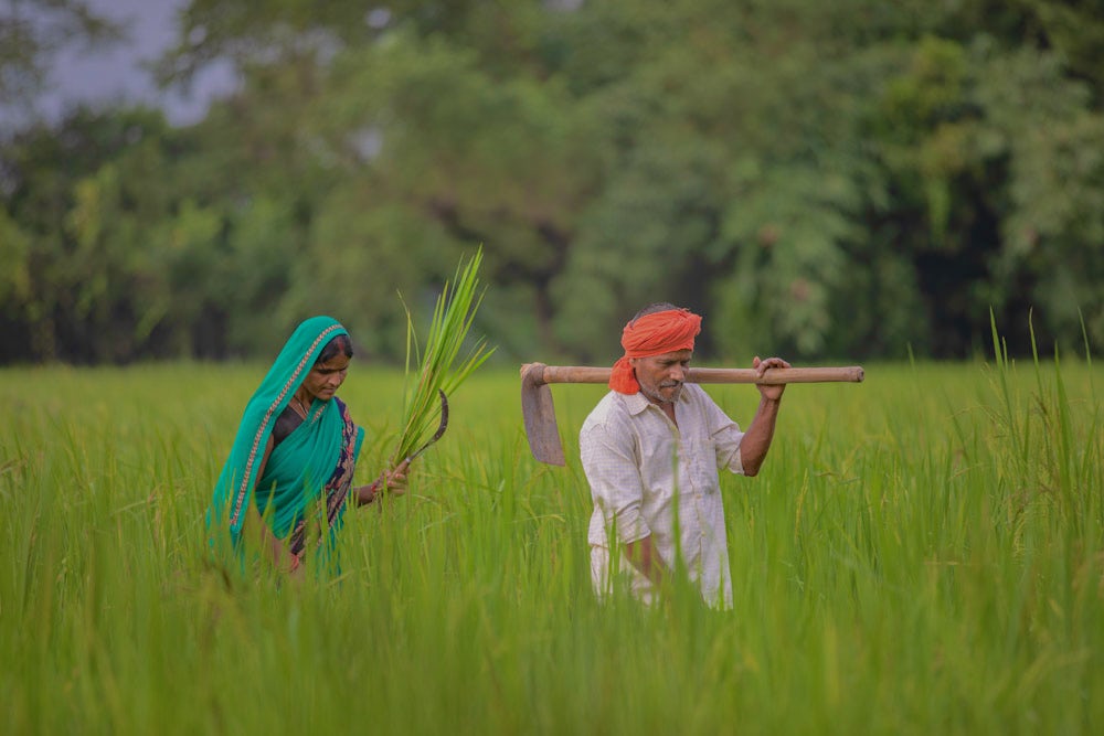 A man and a woman with a plough and a hand-sickle walking in a field.