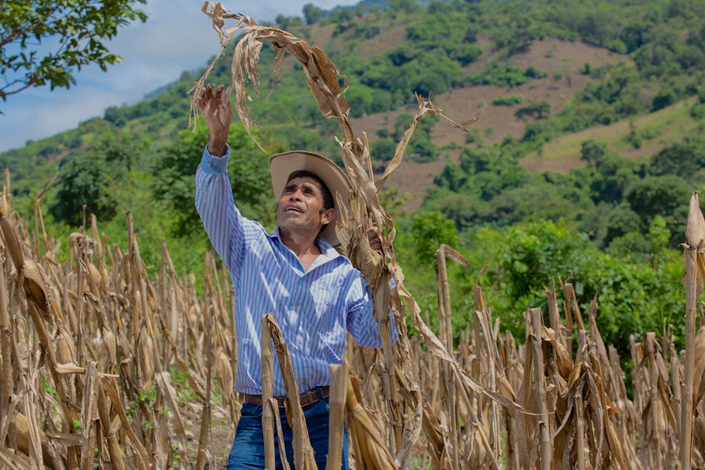 A farmer inspects his corn crop in Honduras.