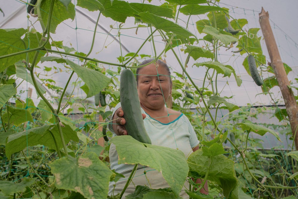 A woman holds a cucumber in her garden.