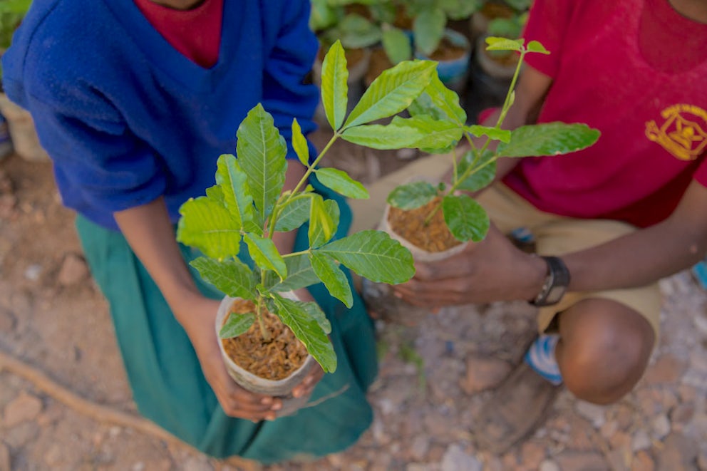 Two farmers hold seedlings in their hands.