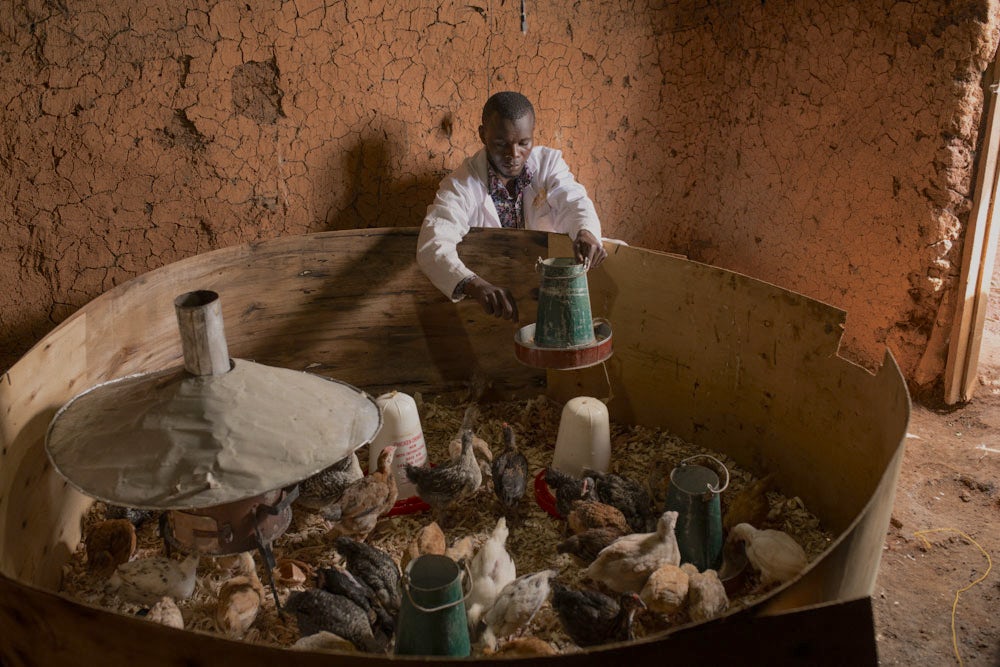 A man feeds chicks at his poultry farm.