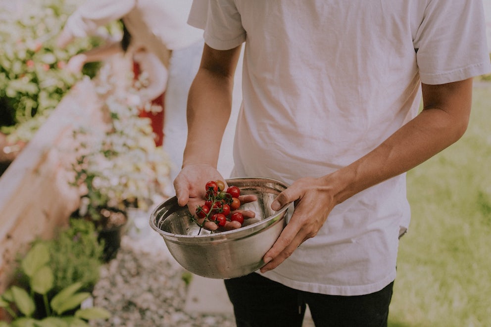 A person stands holding a cluster of tomatoes on a vine. He/She/They are clearly outdoors near a garden. They are wearing a white t-shirt and their head isn't visible.