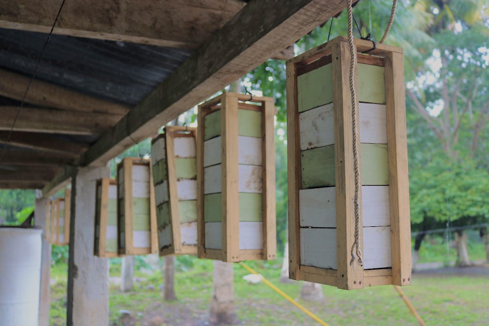 A row of beehives hang from an outdoor shed ceiling.