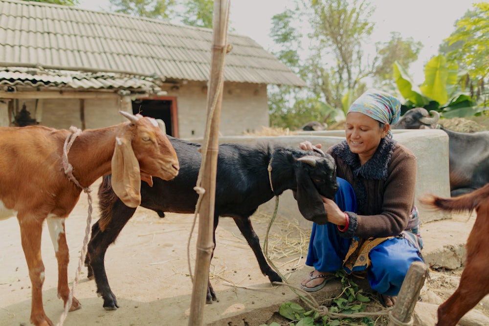 A woman goat farmer in Nepal crouches down next to three of her goat herd.