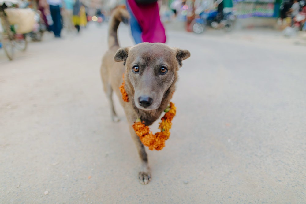 A grey dog, wearing a garland of yellow flowers around its neck, walks toward the camera.