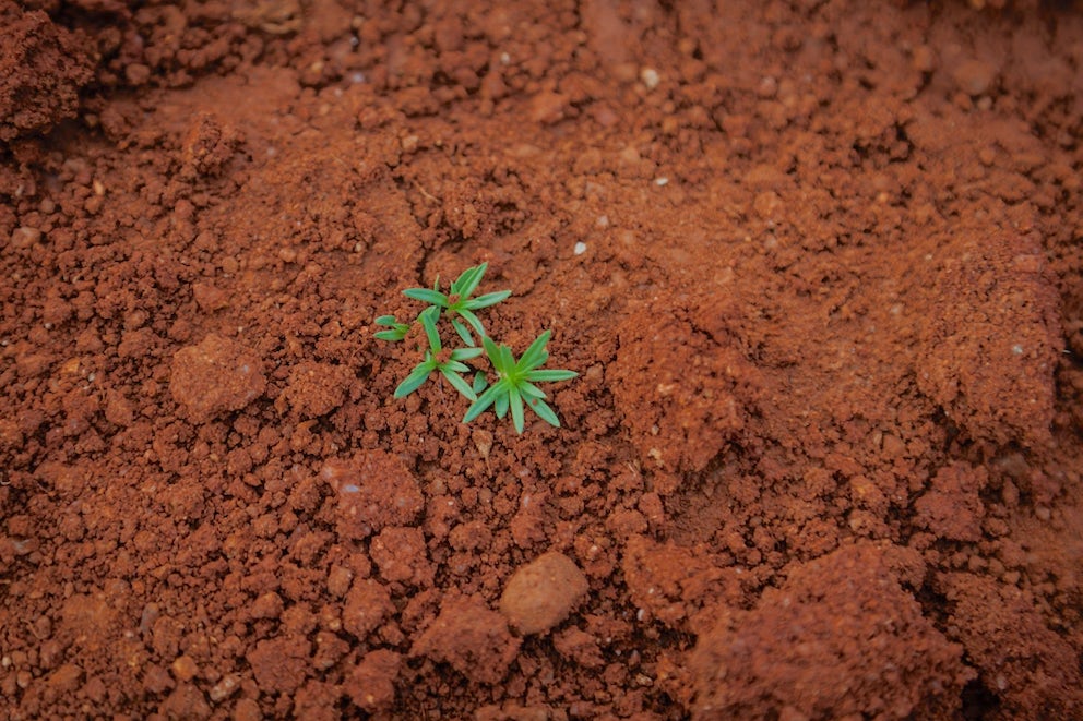 A large mound of red dirt with a single green plant in the center