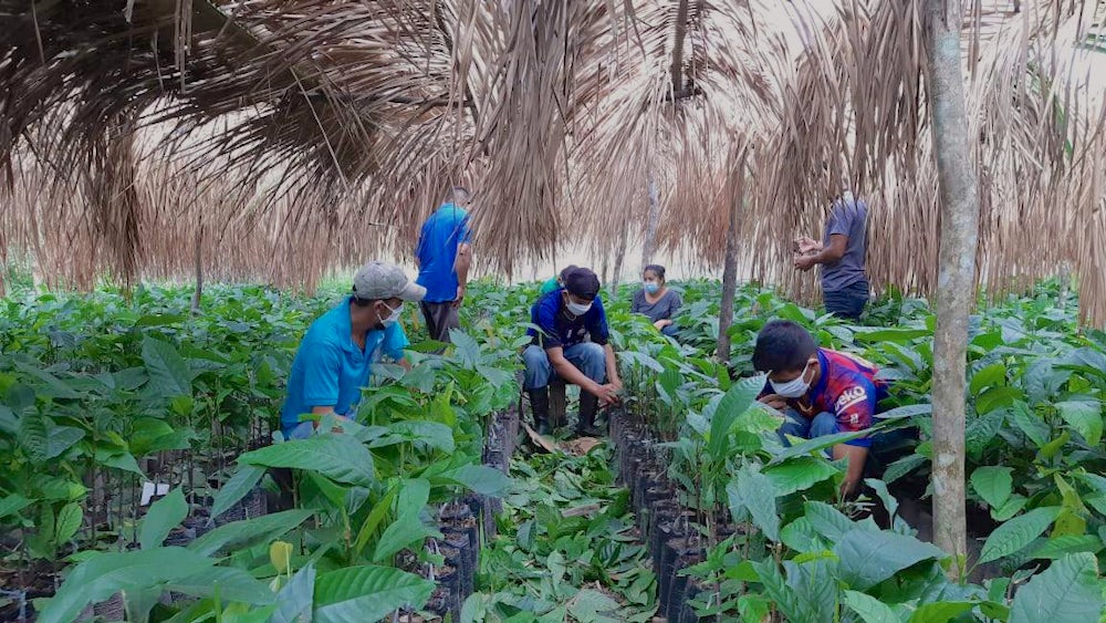 Chocolate producers (wearing masks in accordance to COVID-19 guidelines) care for chocolate plants under a canopy of palm trees